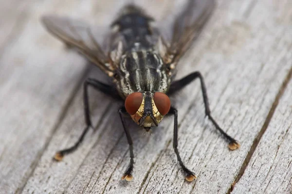 Macro Uma Mosca Carne Que Senta Superfície Madeira — Fotografia de Stock