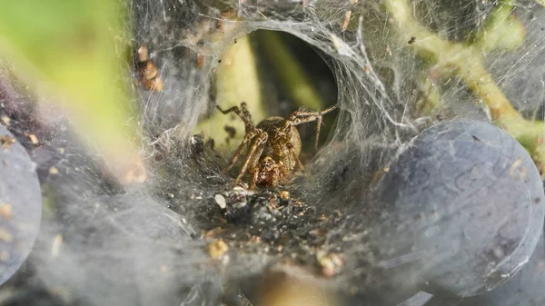 Araignée Attente Dans Toile Araignée Forme Entonnoir Macro — Photo