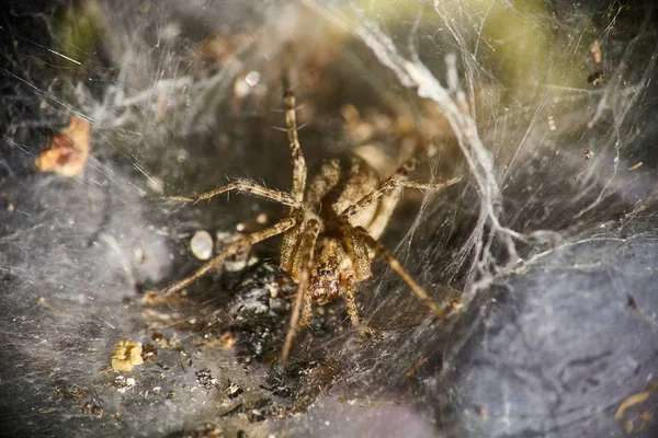 Araignée Attente Dans Toile Araignée Forme Entonnoir Macro — Photo