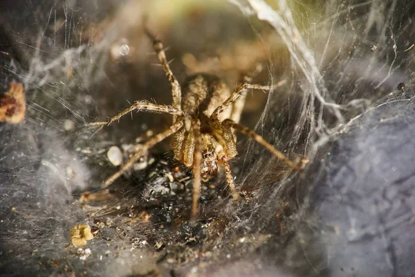 Huni şeklindeki örümcek bekleyin oturan örümcek web - makro