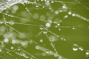 Yağmur damlaları ile sabah spiderweb