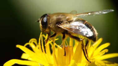 bir çiçek polen toplama bal arısı