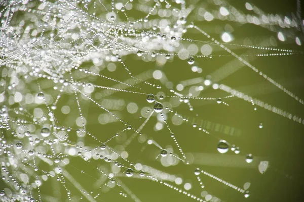 Spinrag Met Regendruppels Ochtend — Stockfoto