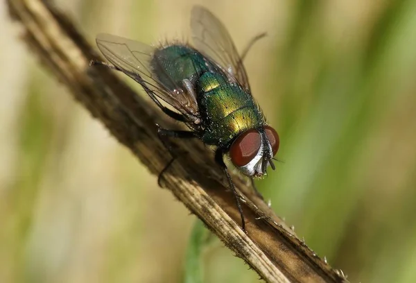 Mosca Colorida Sentada Uma Flor — Fotografia de Stock