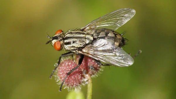 Kød Flyve Sidder Blomst - Stock-foto