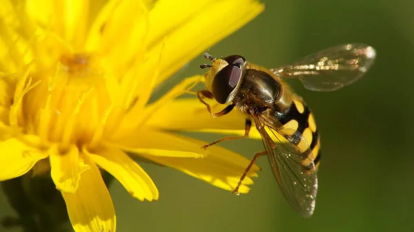 Bir Hoverfly Bir Çiçek Kadar Cloes — Stok fotoğraf