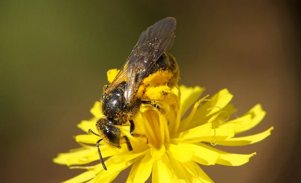 Honing Bijen Verzamelen Stuifmeel Een Bloem — Stockfoto