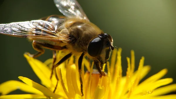 Honey Bee Collecting Pollen Flower — Stock Photo, Image