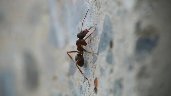 Ant Wspinania Się Betonową Ścianę — Zdjęcie stockowe