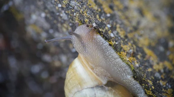 Primer Plano Caracol Arrastrándose Una Pared — Foto de Stock