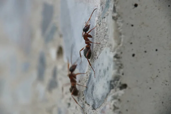 Karıncalar bir beton duvar tırmanışı