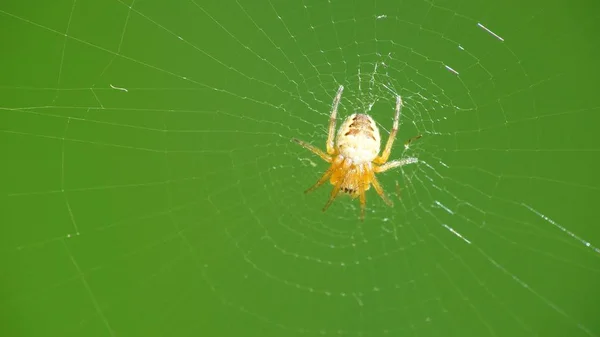 Petite Araignée Verte Concombre Attendant Dans Toile — Photo