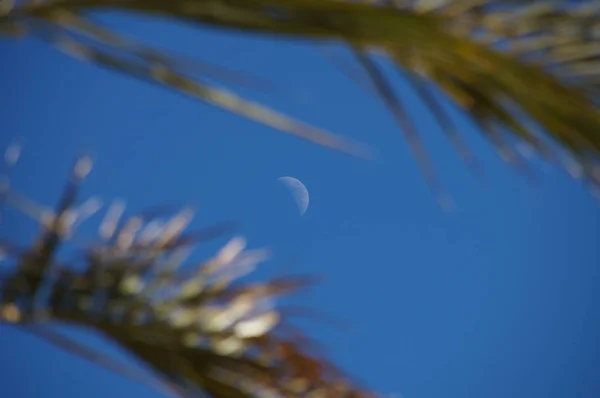 Luna Sul Cielo Blu Tra Palme — Foto Stock