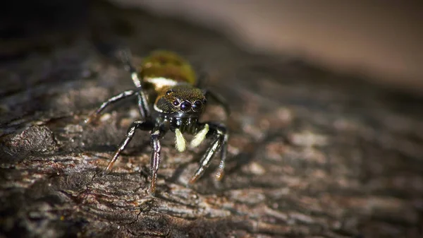 Araignée Sur Arbre Vous Regardant Avec Ses Huit Yeux — Photo