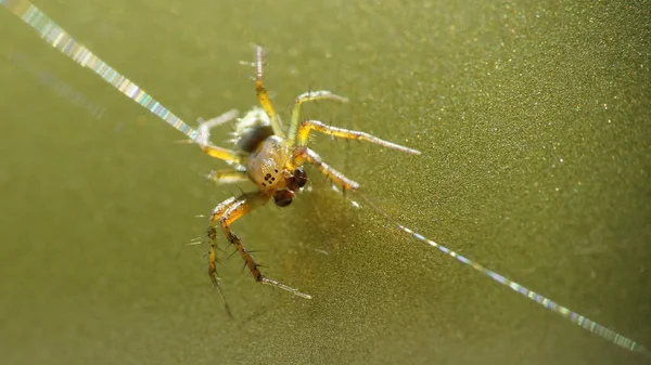 Gros Plan Une Araignée Verte Concombre Sur Une Surface Métallique — Photo