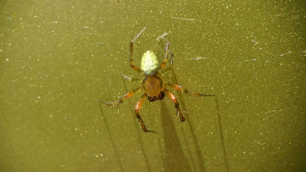 Gros Plan Une Araignée Verte Concombre Sur Une Surface Métallique — Photo