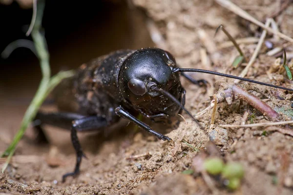 Cricket Campo Preto Rastejando Cuidadosamente Para Fora Toca — Fotografia de Stock