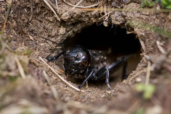 Campo Negro Grillo Arrastrándose Cuidadosamente Fuera Madriguera — Foto de Stock