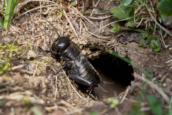 Grillo Campo Negro Sentado Frente Madriguera — Foto de Stock