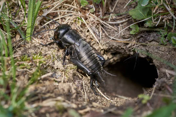 Grillo Campo Macho Negro Sentado Frente Madriguera — Foto de Stock