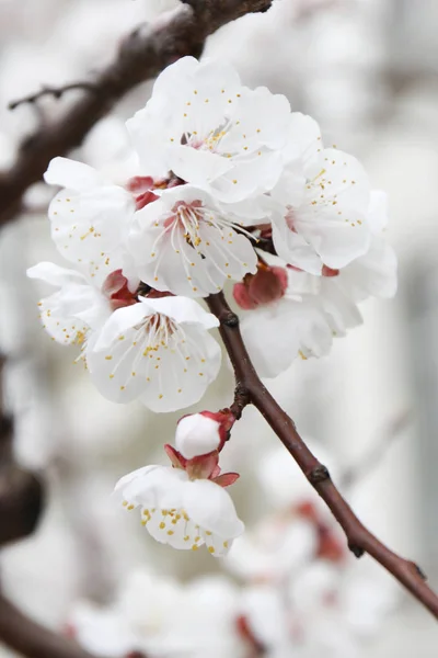 Aprikosblommor på träd — Stockfoto
