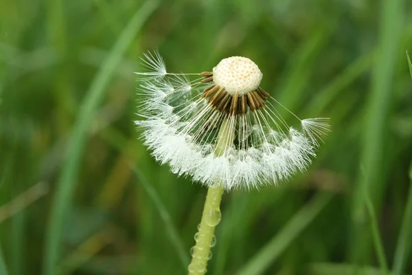 Dandelion with dew on the meadow — Stock Photo, Image