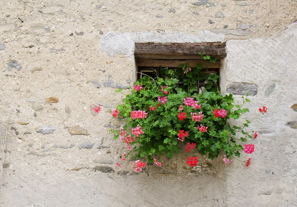 Old window with gerenium flower — Stock Photo, Image