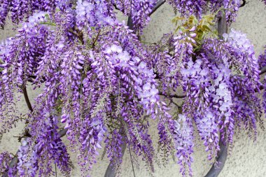 Wisteria çiçek duvar