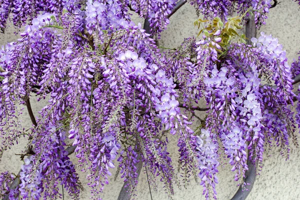 Blauweregen bloem op de muur — Stockfoto