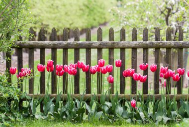 Red tulips at garden fence clipart