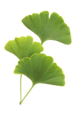 Ginkgo izole üzerinde beyaz arka plan bırakır