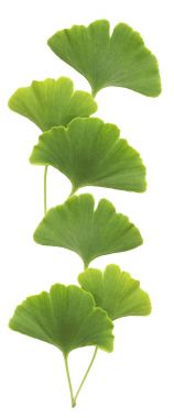 Ginkgo izole üzerinde beyaz arka plan bırakır