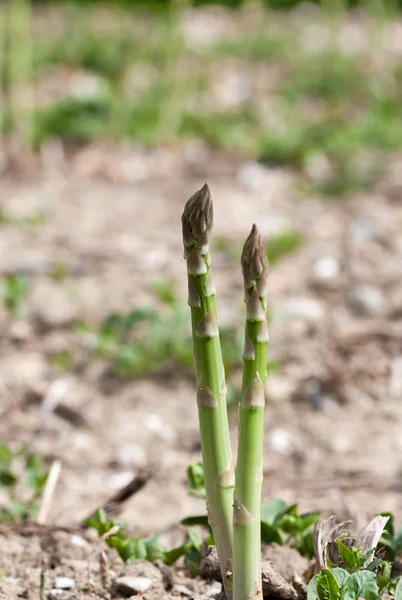 Green asparagus growing in the field — Stock Photo, Image