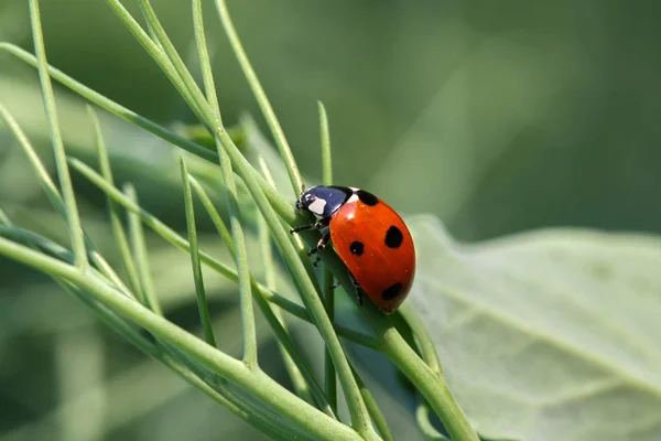 Nyckelpiga (insekts) på anläggningen våldtäkt — Stockfoto