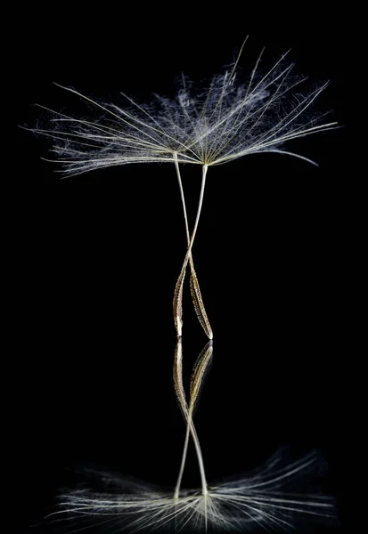 Dandelion Seeds se asemeja a bailarines de ballet en el escenario —  Fotos de Stock