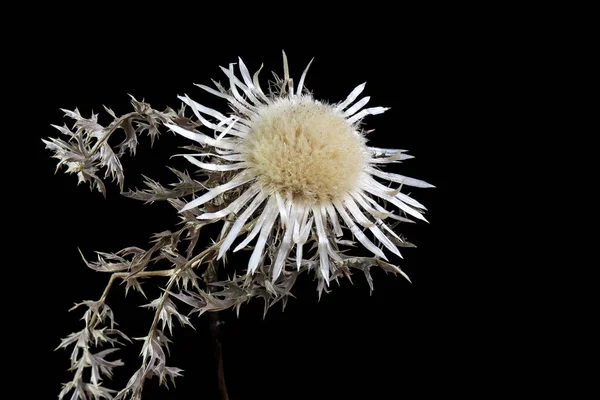 Dried dwarf thistle (Cirsium acaule) — Stock Photo, Image