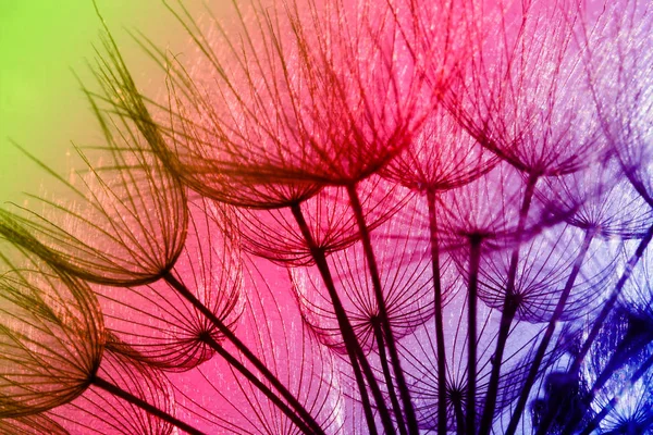 Dandelion seeds in rainbow color - super macro shot — Stock Photo, Image