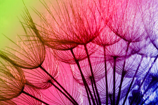 Dandelion seeds in rainbow color - super macro shot