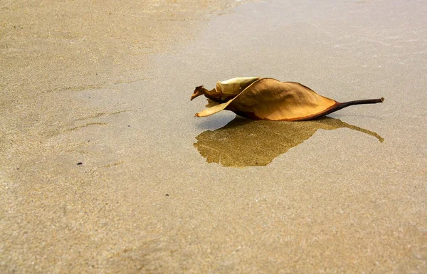 Ett fallna löv på sandstrand - en minimalism sammansättning — Stockfoto