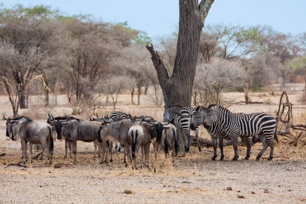 Gnu et zèbres sous l'arbre, Afrique — Photo