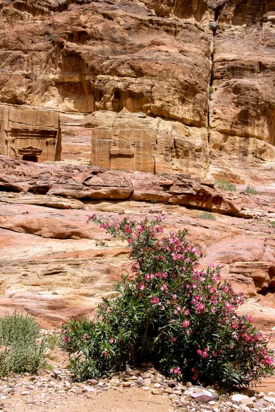 Vallei van petra, jordan — Stockfoto