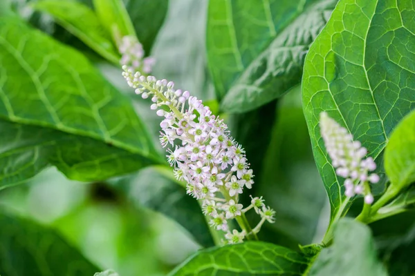 Gyógynövény növény: fiatal indiai pokeweed (Phytolacca acinosa) — Stock Fotó