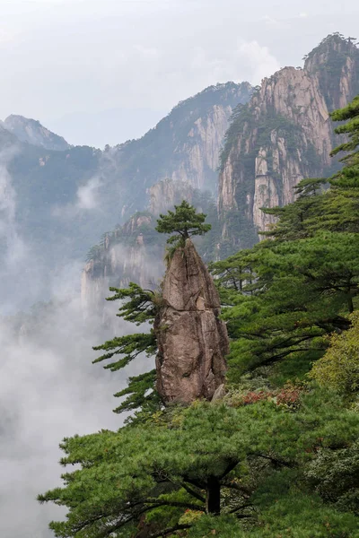 Pinheiros n uma rocha no Parque Nacional Haungshan, China — Fotografia de Stock
