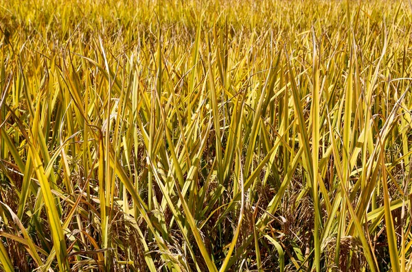 Arroz dorado en los campos de China —  Fotos de Stock