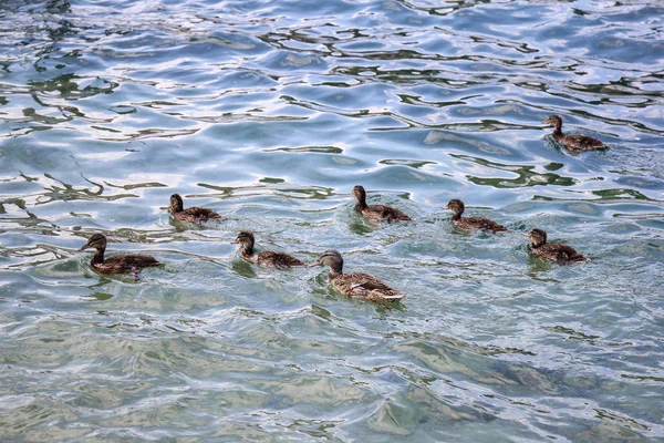 Moeder Mallard eend met kuikens — Stockfoto