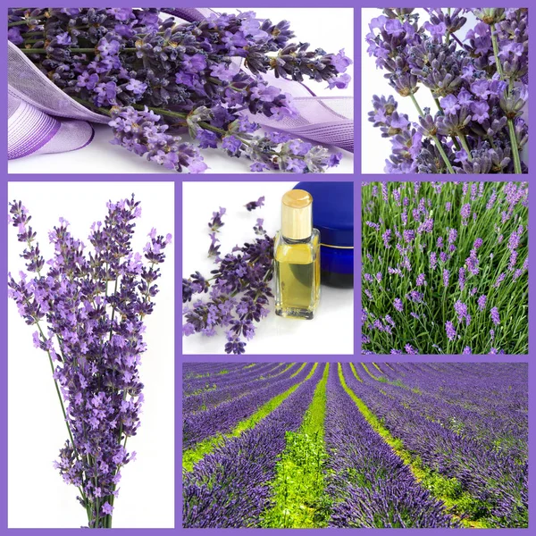 Collage raccolta lavanda — Foto Stock