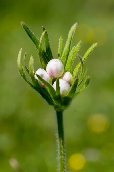 Flora Alpy: Narcyz Zawilec pąki — Zdjęcie stockowe