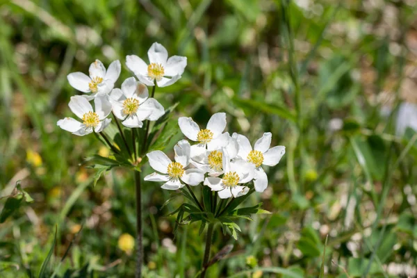 Alpit Flora: Narcissus anemone — kuvapankkivalokuva