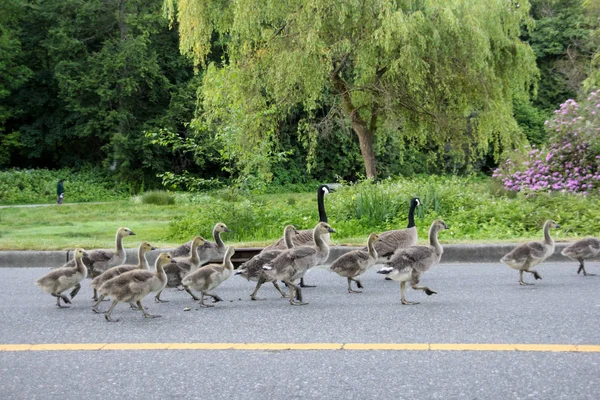 Oche canadesi adulte che conducono i goslings attraverso una via — Foto Stock