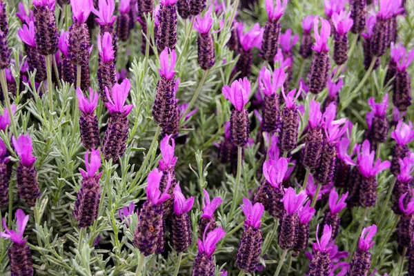 Franse lavendel, Butterfly lavendel Rechtenvrije Stockfoto's